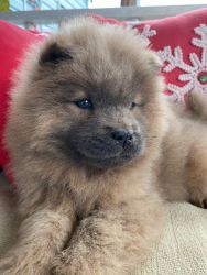 Full blooded Chow Puppies
