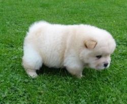 Chow chow Puppies