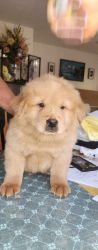3 month old chow chow litter
