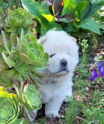 Beautiful white chow chow puppies extra large
