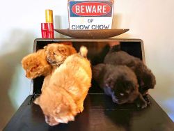 2 chow chow pups left!
