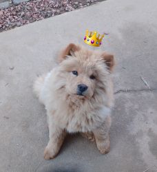 Chow Chow female puppies