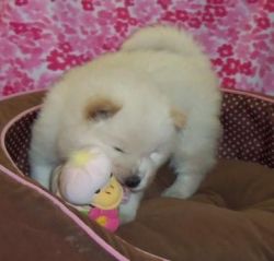 Specials Male & Female Chow Chow Puppies