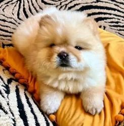 Adorable Chow Chow For Sale