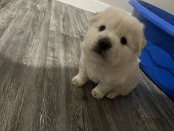 2 month old WHITE CHOW CHOW
