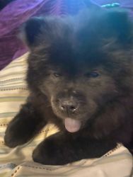 Chow puppy for sail in mcdonough 6months friendly all shots 600.00doll