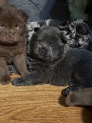 Meet Your New Furry Family Members Full-Blooded Chow Chow Puppies
