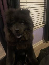 Chows chow for sale