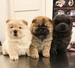 Adorable Chow Chow Pups