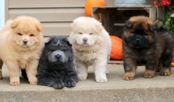 Affordable Chow Chow Pups