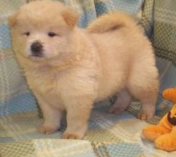 Excellent chow chow puppies for adoption