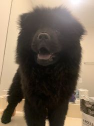 4 month old Chow Chow Puppy