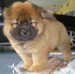 Ultimate Chow Chow Puppies...