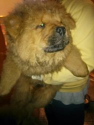 Chow chow puppies