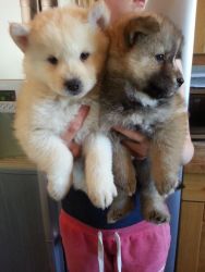Genuine Chowski Puppies Stunning