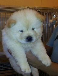 Adorable Chow Chow Puppies For Adoption / Sale