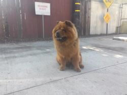 chow chow puppies here