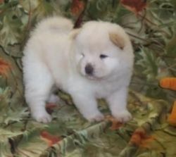 3 Males and 4 Females chow chow Puppies