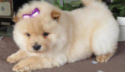 Adorable . Chow Chow Puppies