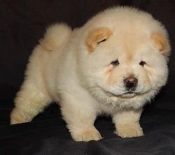 Chow-chow puppies for sale to good homes