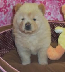 Kid Loving Chow Chow Puppies Ready