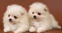 Healthy Chow Chow Puppies For Sale