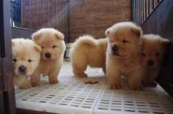 fgjhg Affectionate Chow Chow Puppies.