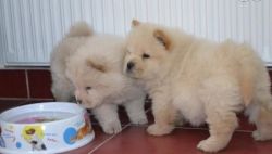 Lovely Chow Chow Available, Male & Female