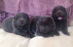 Chow-Chow Pups For Sale