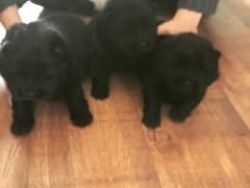 Chow Chow Puppies Kc Registered