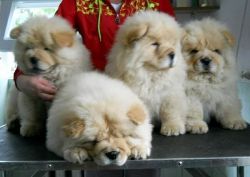 Great Looking Chow Chow Puppies