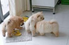 Three Chow xxxxxxxxxx Chow Puppies.