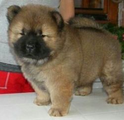 chow chow male and female
