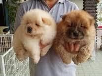 chow chow puppies for adoption