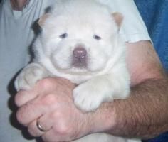 Akc Registered Chow Chow Puppies For Sale