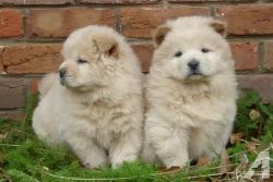 Beautiful Cream Chow Chow Puppies .