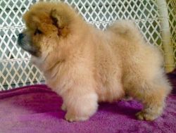 Champion Bred Reg Chow Chow Puppies