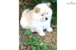 AKC Cream Chow Chow puppies