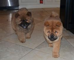 Chow Chow babies for adoption