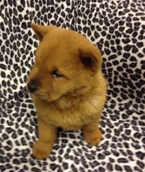 13 weeks baby Chow Chow puppies