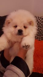 **cute**chow Chow Puppies For Free Adoption