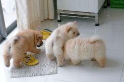 Pure breed Chow Chow puppies