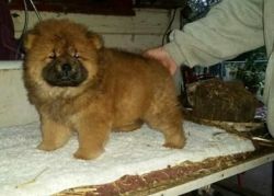 gorgeous akc chow chow puppies