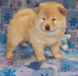 Gorgeous Chow Chow Puppies For Sale