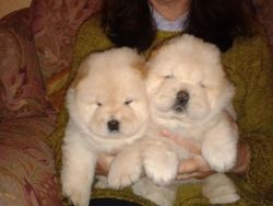 train Chow Chow puppies