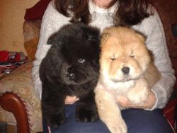 playful Chow Chow puppies