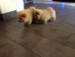 Best Chow Chow Puppies for sale