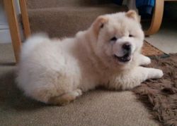 chow chow puppies ready for their forever homes.