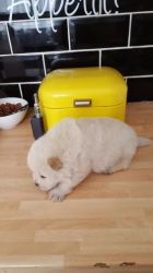 Chow Chow puppies Available