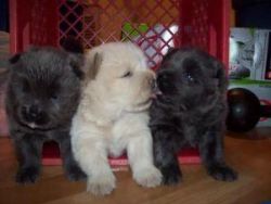 Outstandx Chow Chow pups Available